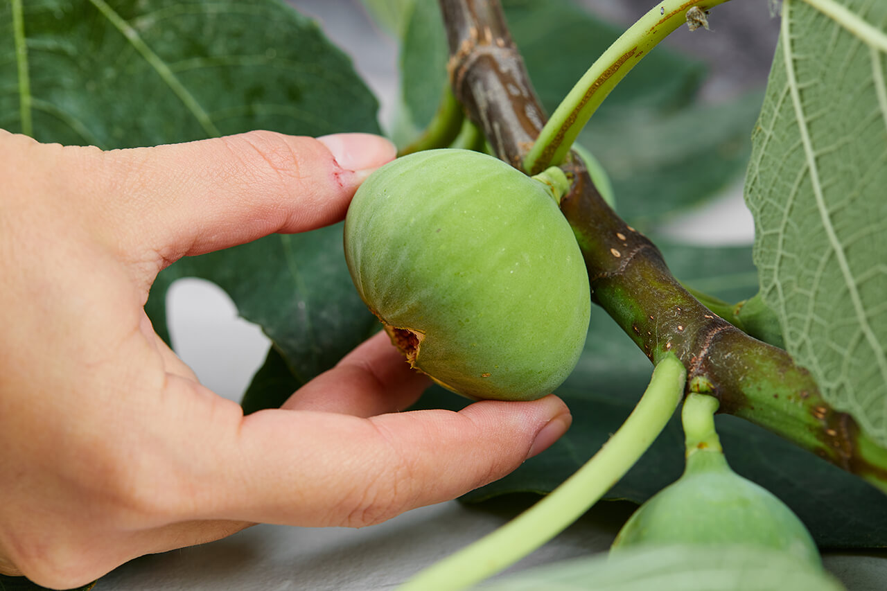 The Truth About Garcinia Cambogia as a Weight Loss Supplement